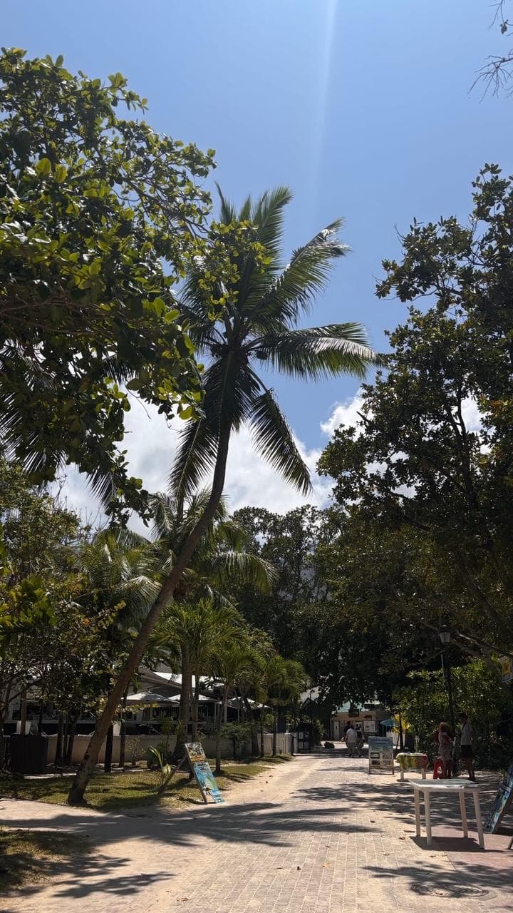 A sandy path running between palms and sea almond trees toward beachfront buildings.
