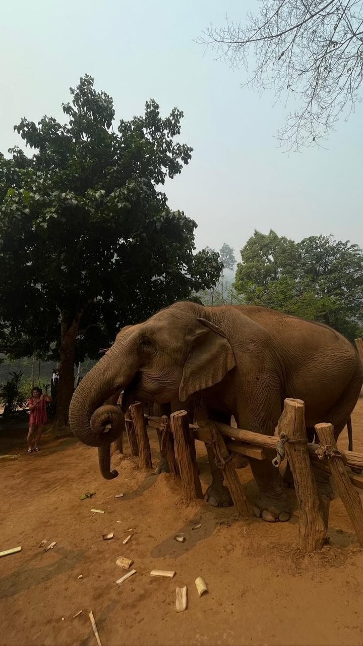 An elephant standing behind a timber rail at a sanctuary, with forest and morning haze behind.